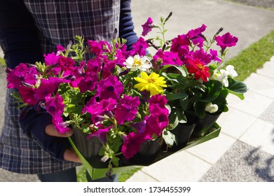 Various Spring flowers 