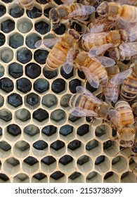 Various Stages Bee Larvae Comb Stock Photo 2153738399 | Shutterstock