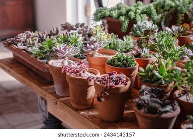 Various succulent plants in terracotta pots bask in natural light on a wooden table, showcasing an indoor gardening scene.  - Powered by Shutterstock