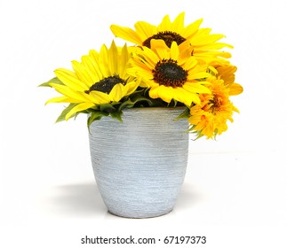 Various sunflowers in a flowerpot over white background