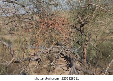 Various thorny plants from Thar parker Sindh. These plants also fodder for desert animals.