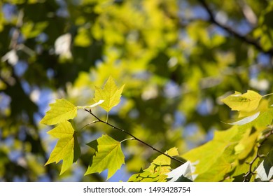 Various Tree Images Backgrounds Stock Photo 1493428754 | Shutterstock