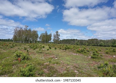 Various tree types new and old in moorland and forest area. Blue sky with white clouds on summer day