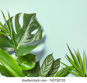 Various tropical leaves on a blue background, top view