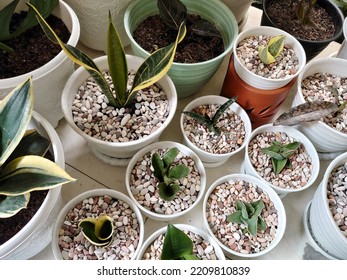 Various type of sansevieria plants. Sansevieria now included in genus Dracaena is known as snake plant, mother-in-law's tongue, devil's tongue, jinn's tongue, bow string