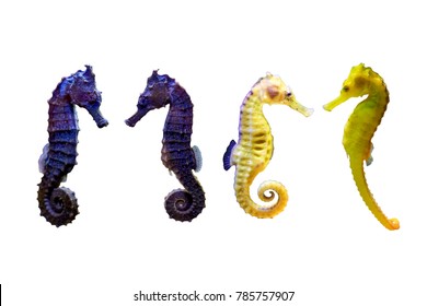 Various Type Of Sea Horse On White Isolated Background