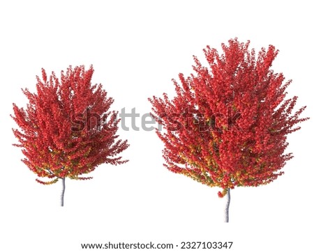 Various types of autumn tree branch plants bushes shrub and and small plants isolated	
