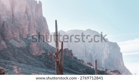 Various types of cacti on a mountainside in Central Arizona.