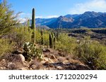 Various types of cactus in Catalina State Park near Tucson in Arizona USA