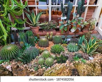 Various types of Cactus in a terracotta pot(clay) or flowerpot on shelf.Concept of Cactus Farm, Agriculture, Nursery,succulent plants. - Powered by Shutterstock