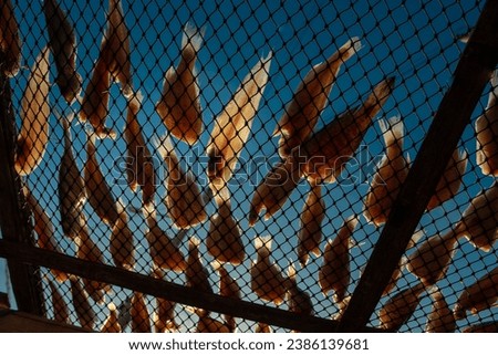 Various types of dried fish drying in the sun. Low angle shot.