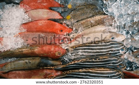 various types of fresh fish placed on ice cubes
