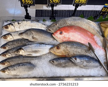 Various types of fresh fish such as milkfish Chanos chanos and red snapper Lutjanus campechanus arranged on ice in the supermarket seafood area.