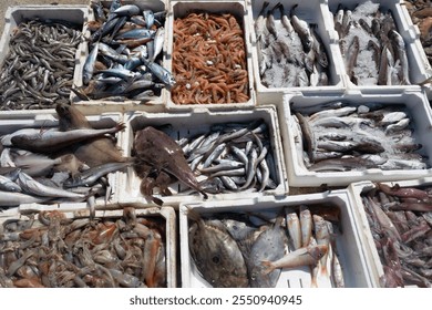 Various types of freshly caught fish and seafood in boxes are put up for sale by fishermen at a fish market.