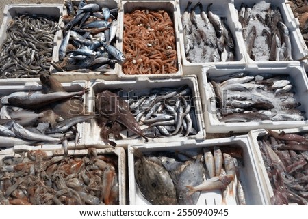 Various types of freshly caught fish and seafood in boxes are put up for sale by fishermen at a fish market.