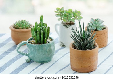 Various types of mini cactus,zebra plant ,echeveria kalanchoe succulent house plants clay pots on striped table clothes background