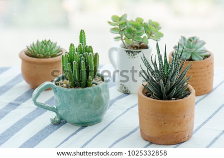 Various types of mini cactus,zebra plant ,echeveria kalanchoe succulent house plants clay pots on striped table clothes background