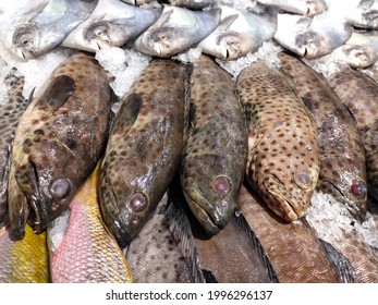 Various Types Of Sea Fish In The Market. Grouper(Epinephelus), Pomfret Piranha(Bramidae)