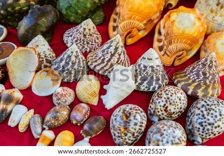 Various types of seashells are used as decorations. They are sold as souvenirs at the traditional market in Atauro Beach, a famous tourist area in Timor Leste.