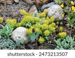 Various types of Sedum or Stonecrop hardy succulent ground cover perennial plants growing between two decorative rocks with funny faces surrounded with Wild pansy or Viola tricolor