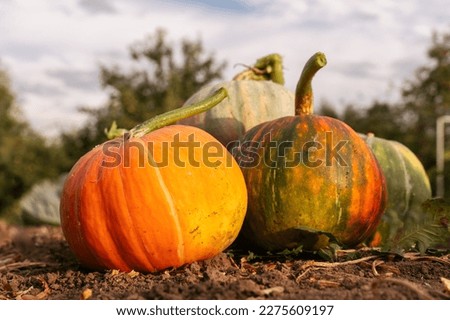 Various varieties of pumpkins in the garden. Colorful vegetables.
