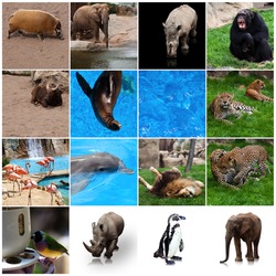 Different types of animals (PSD), a Photo by rawpixel