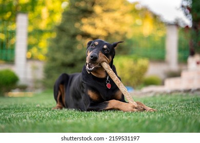 Varna, Bulgaria - 21.05.2022 - The Doberman is a medium-large breed of domestic dog that was originally developed around 1890 by Louis Dobermann, a tax collector from Germany.