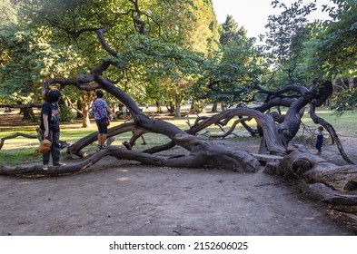 Varna, Bulgaria - September 3, 2021: Crooked tree in Sea Garden Park in Varna city