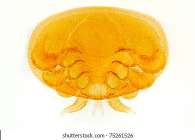 Varroa - Bee Mite