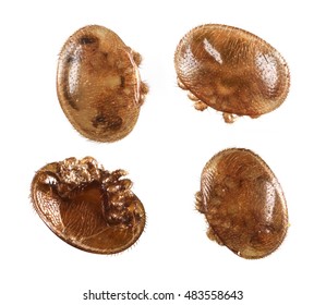 Varroa Destructor - Microscope Photo