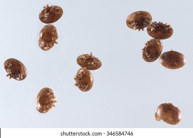 Varroa; Destructor; Varroa Mite