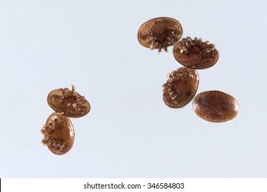 Varroa; Destructor; Varroa Mite