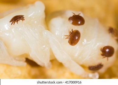 Varroa Destructor Mite On A Honey Bee Pupa (Apis Mellifera)