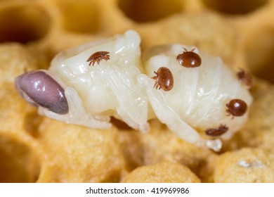 Varroa Destructor Mites On A Honeycomb From Honey Bee (Apis Mellifera)