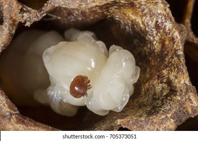 Varroa Destructor On A Queen Honeybee Pupa