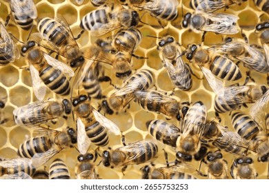 Varroa mite on back of a bee. 
A bee with a varroa mite clinging to its body. 
