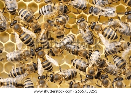 Varroa mite on back of a bee. 
A bee with a varroa mite clinging to its body. 

