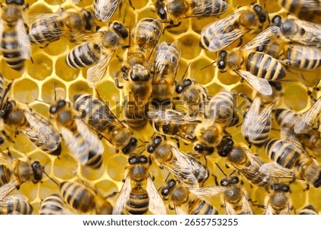 Varroa mite on back of a bee. 
A bee with a varroa mite clinging to its body. 
