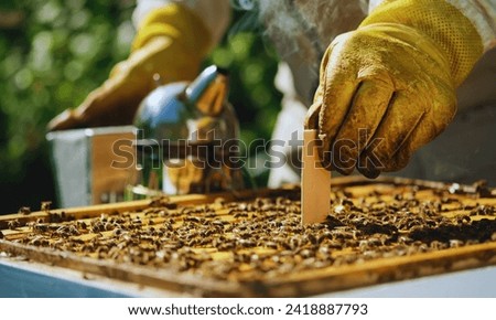 Varroasis.Varroa mite control. How to treat bees from Varroa mites? A beekeeper treats bees for varroa mites. Bee diseases and their treatment.