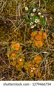 Varsolbukta.  Moss And Tufted Saxifrage.