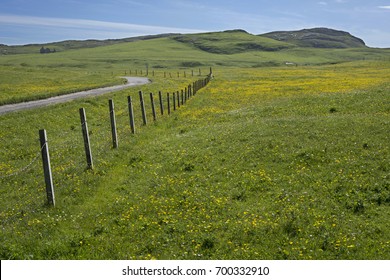 Vartersay Island Machair