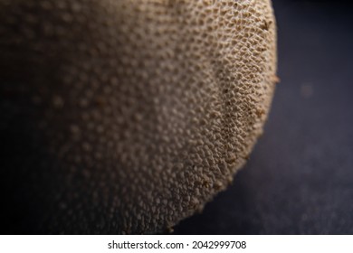 Vascellum Pratense, Meadow Puffball, Brown Mushroom On Studio Light And Black Background Macro Cap