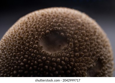 Vascellum Pratense, Meadow Puffball, Brown Mushroom On Studio Light And Black Background Macro Cap