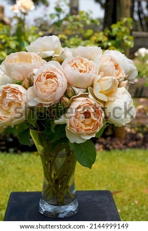 A vase arrangement of rosa 'Jude The Obscure' (Ausjo).  An English rose bred by David Austin.