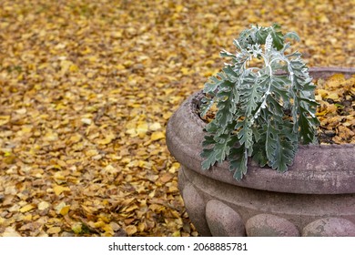 Vase With Cineraria Flower In The Autumn Park.