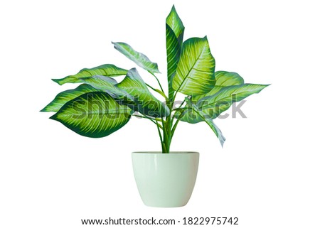 Vase decorate plants flowers rainy season green room hotel fresh interior beautiful wood tree floral wooden table office nature beadroom with work path.