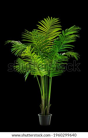 Vase decorate plants flowers rainy season green room hotel fresh interior beautiful wood tree floral wooden table office nature beadroom on black background with clipping path