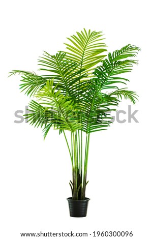 Vase decorate plants flowers rainy season green room hotel fresh interior beautiful wood tree floral wooden table office nature beadroom on white background with clipping path