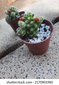 A Vase With A Decorative Mini Cactus. Garden Ornament