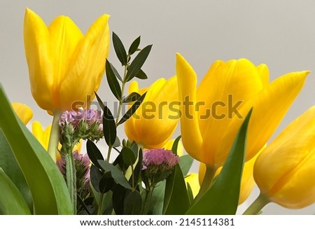 Vase with eucalyptus branches and yellow tulips on grey background, closeup. High quality photo